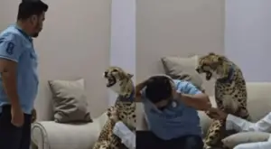 Man’s risky cheetah petting attempt goes viral! Cheetah attack video sparks wild animal debate on exotic pet risks and animal welfare.