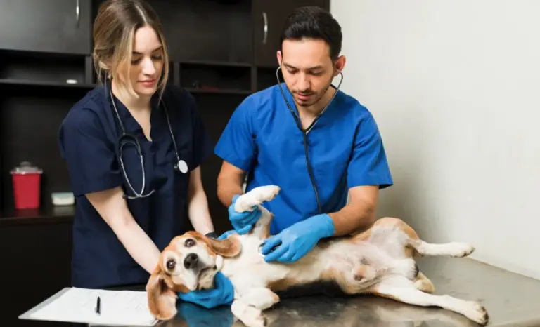 6 Common Pet Emergencies and How to Handle Them