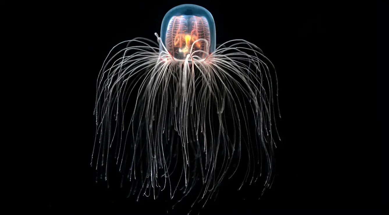 The Immortal Jellyfish: How Turritopsis Dohrnii Defies Aging and Reverses Its Life Cycle