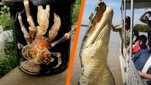 From the Giant Huntsman Spiders to the Elusive Saltwater Crocodiles, Explore the Beauty and Danger of Australia's Wildlife. Don't Miss Out! #ScaryAnimals #WeirdAnimals #AnimalFacts #AustralianAnimals