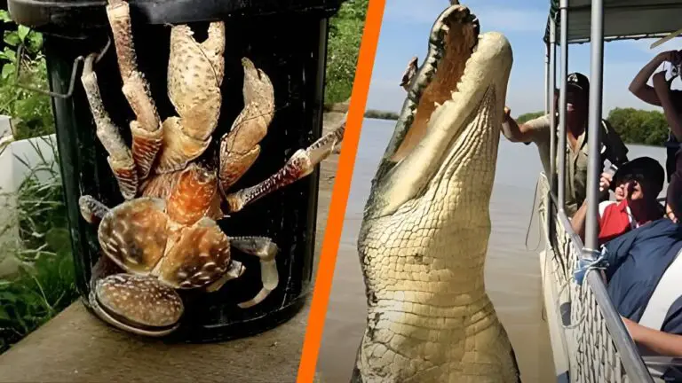 37 Weird Australian Animals You Didn't Know Existed - Discover the Scariest Wildlife in Australia 37 Weird Australian Animals You Didn’t Know Existed – Discover the Scariest Wildlife in Australia