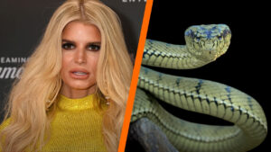 Jessica Simpson's recent revelation about drinking a Chinese herbal remedy containing snake sperm to maintain her vocal health has captured significant attention, blending celebrity culture with traditional medicine and sparking widespread discussion.