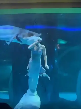 Giant sturgeon tried to swallow a mermaid performer in Chinese aquarium, who was offered £78 (around $96) in “moral damages” Viral video footage captured the terrifying moment, raising concerns about safety in aquarium performances.