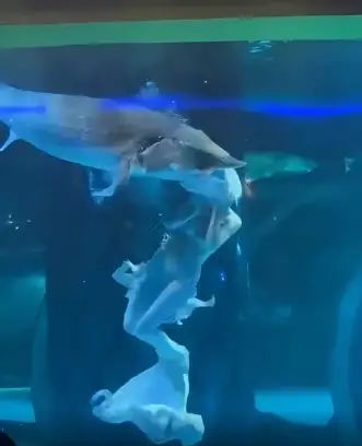 Giant sturgeon tried to swallow a mermaid performer in Chinese aquarium, who was offered £78 (around $96) in “moral damages” Viral video footage captured the terrifying moment, raising concerns about safety in aquarium performances.