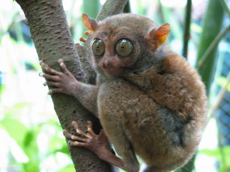 Philippine tarsiers, known to exhibit self-destructive behavior in captivity, fatally injure themselves by smashing their heads against rocks Philippine tarsiers face deadly stress, risking fatal self-harm in captivity. Save endangered primates with conservation efforts against deforestation, pet trade, tourism.