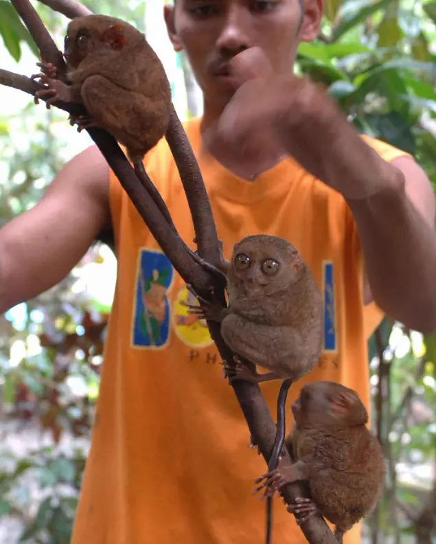 Philippine tarsiers, known to exhibit self-destructive behavior in captivity, fatally injure themselves by smashing their heads against rocks Philippine tarsiers face deadly stress, risking fatal self-harm in captivity. Save endangered primates with conservation efforts against deforestation, pet trade, tourism.