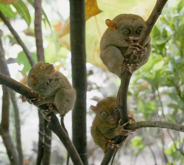 Philippine tarsiers, known to exhibit self-destructive behavior in captivity, fatally injure themselves by smashing their heads against rocks Philippine tarsiers face deadly stress, risking fatal self-harm in captivity. Save endangered primates with conservation efforts against deforestation, pet trade, tourism.