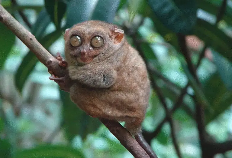 Philippine tarsiers, known to exhibit self-destructive behavior in captivity, fatally injure themselves by smashing their heads against rocks
