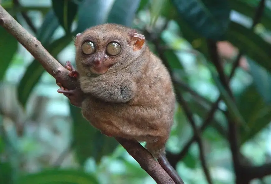 Philippine tarsiers, known to exhibit self-destructive behavior in captivity, fatally injure themselves by smashing their heads against rocks Philippine tarsiers face deadly stress, risking fatal self-harm in captivity. Save endangered primates with conservation efforts against deforestation, pet trade, tourism.