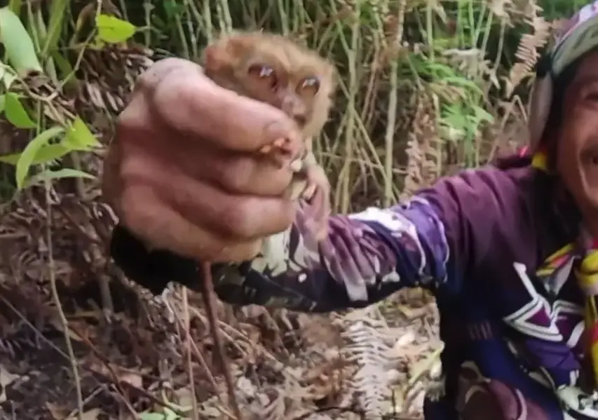 Philippine tarsiers, known to exhibit self-destructive behavior in captivity, fatally injure themselves by smashing their heads against rocks Philippine tarsiers face deadly stress, risking fatal self-harm in captivity. Save endangered primates with conservation efforts against deforestation, pet trade, tourism.
