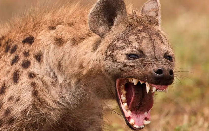 27-year-old mauled by ferocious hyenas after being dragged from tent while sleeping off booze at Cape Vidal. Shocking wildlife attack leaves farmer with 70 stitches. Read the harrowing tale.