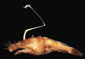 Male anglerfish fuse to females, losing organs in bizarre mating! Explore sexual parasitism & deep sea biology in this weird wildlife tale.