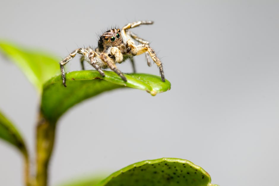 An image of a jumping spider displaying its distinctive eyes and amazing leaping abilities.