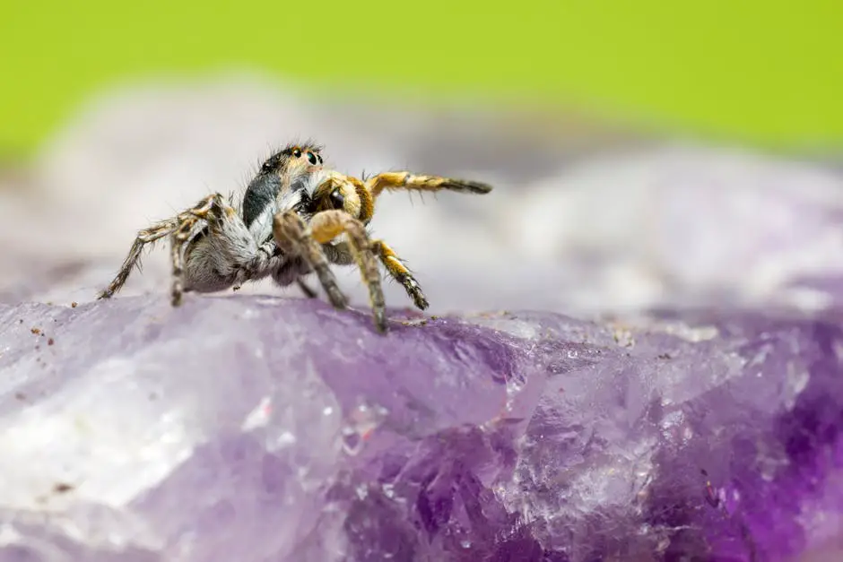 Image of a jumping spider showcasing its remarkable traits