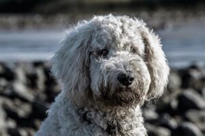 Curious about Poogle dogs? Dive into our ultimate guide to learn all about this delightful mix of Beagle and Poodle breeds! Discover the characteristics, traits, and everything else you need to know about the lovable Poogle. Whether you're considering adopting one or already have a Poogle companion, this guide has you covered!
